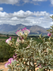 Podalyria myrtillifolia