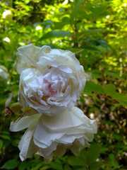 Rosa