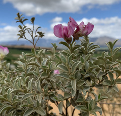 Podalyria myrtillifolia