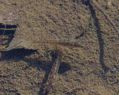 Fundulus diaphanus diaphanus