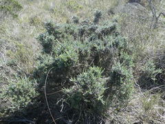 Amphithalea violacea