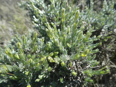 Amphithalea violacea