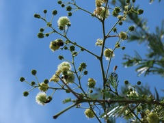 Vachellia robusta clavigera