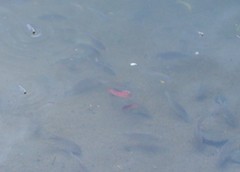 Oreochromis