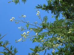 Vachellia robusta clavigera