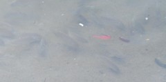 Oreochromis