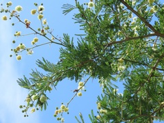 Vachellia robusta clavigera