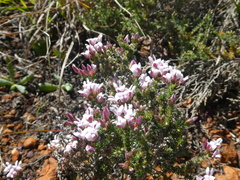 Aspalathus submissa