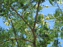 Vachellia robusta clavigera