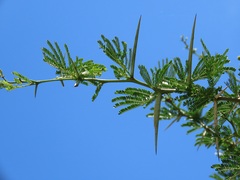 Vachellia robusta clavigera