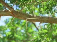 Vachellia robusta clavigera