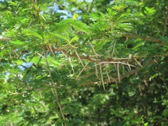Vachellia robusta clavigera