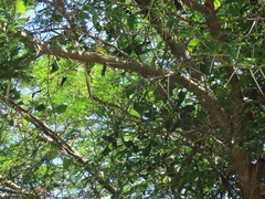 Vachellia robusta clavigera