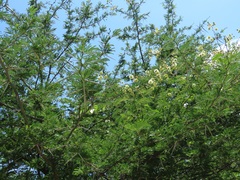 Vachellia robusta clavigera