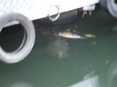 Trachemys scripta