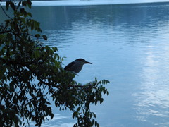 Nycticorax nycticorax