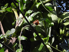 Calotes calotes
