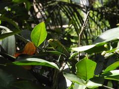 Calotes calotes