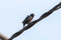 Sporophila angolensis