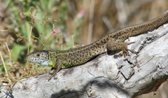 Lacerta schreiberi