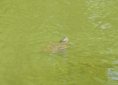 Trachemys scripta