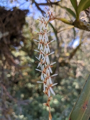 Otochilus