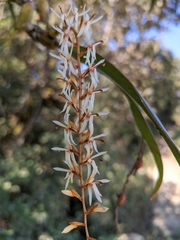Otochilus