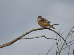 Cisticola juncidis