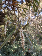 Otochilus