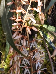 Otochilus