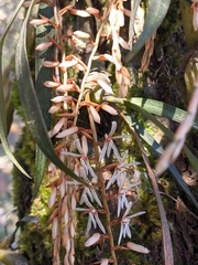 Otochilus