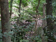 Sus scrofa