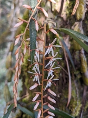 Otochilus