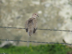 Streptopelia decaocto