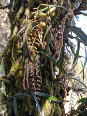 Otochilus