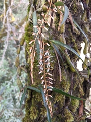 Otochilus