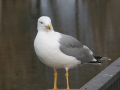 Larus michahellis