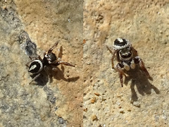 Pellenes geniculatus