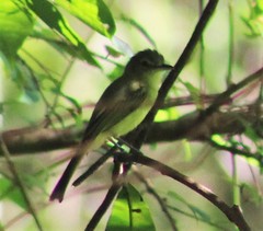 Tolmomyias sulphurescens