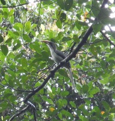 Ocyceros gingalensis