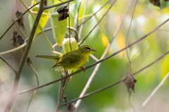 Myiothlypis chrysogaster
