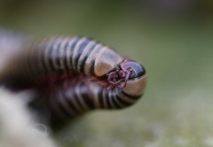 Ommatoiulus lusitanus