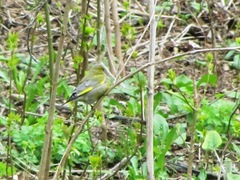 Chloris chloris
