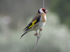 Carduelis carduelis