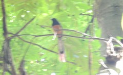 Copsychus malabaricus