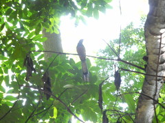 Copsychus malabaricus