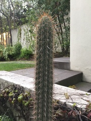 Echinopsis