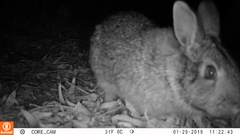 Sylvilagus floridanus