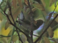 Leiothlypis peregrina