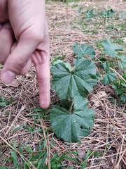 Malva parviflora